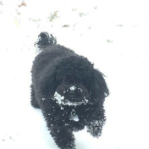 Meet your Posher, Kenara